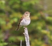 6S3A9538Bicknell's_Thrush
