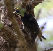 CX0R2028Black-Backed_Woodpecker