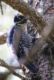 CX0R2034Black-Backed_Woodpecker
