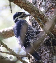 CX0R2035Black-Backed_Woodpecker