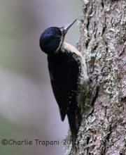 CX0R2102Black-Backed_Woodpecker