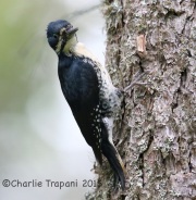 CX0R2115Black-Backed_Woodpecker