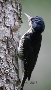 CX0R2121Black-Backed_Woodpecker