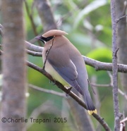 CX0R2147Cedar_Waxwing