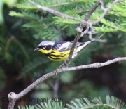 CX0R2174Magnolia_Warbler