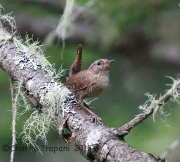CX0R2216Winter_Wren