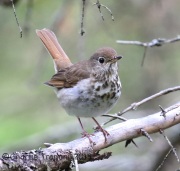 CX0R2237Hermit_Thrush