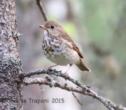 CX0R2243Hermit_Thrush