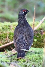 CX0R2247Spruce_Grouse