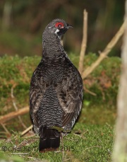 CX0R2249Spruce_Grouse