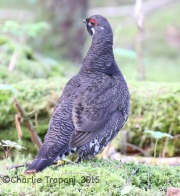 CX0R2251Spruce_Grouse