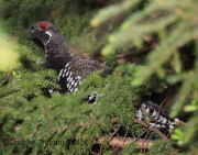 CX0R2253Spruce_Grouse