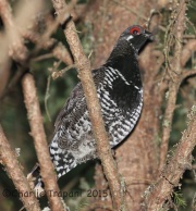 CX0R2260Spruce_Grouse