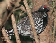 CX0R2264Spruce_Grouse