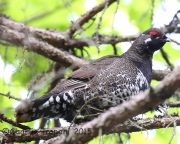 CX0R2291Spruce_Grouse