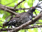 CX0R2292Spruce_Grouse