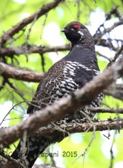 CX0R2299Spruce_Grouse