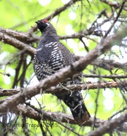 CX0R2302Spruce_Grouse
