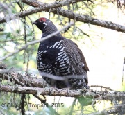 CX0R2310Spruce_Grouse