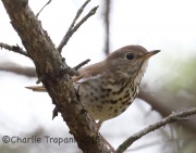 CX0R2319Hermit_Thrush