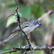 CX0R2322Blue-headed_Vireo