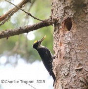 CX0R2326Black-Backed_Woodpecker_1