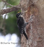 CX0R2329Black-Backed_Woodpecker