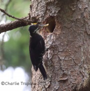 CX0R2330Black-Backed_Woodpecker