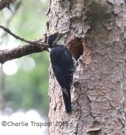 CX0R2336Black-Backed_Woodpecker