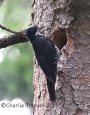 CX0R2338Black-Backed_Woodpecker