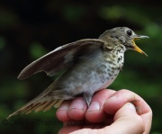 CX0R2362Bicknell's_Thrush