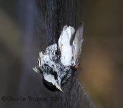 CX0R2368Blackpoll_Warbler
