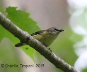 CX0R2384Black-Throated_Blue_Warbler