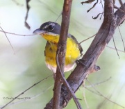 0J6A0065Yellow-breasted_Chat