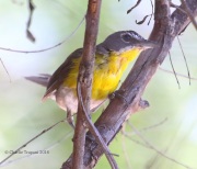0J6A0072Yellow-breasted_Chat