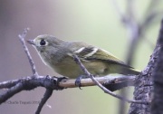 0J6A0203Hutton's_Vireo