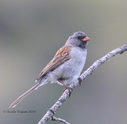 0J6A0221Black-chinned_Sparrow