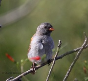 0J6A0238Black-chinned_Sparrow