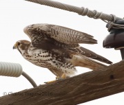 0J6A0239Prairie_Falcon