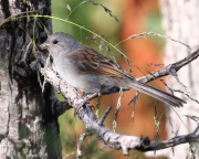 0J6A0252Black-chinned_Sparrow