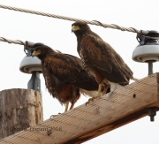 0J6A0302Harris's_Hawks
