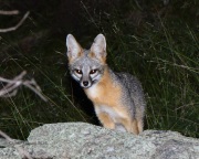 0J6A0951Gray_Fox