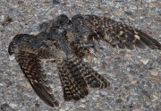 0J6A1021Dead_Common_Poorwill