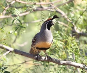 0J6A1166Gamble's_Quail