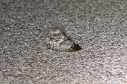 0J6A1185Common_Poorwill