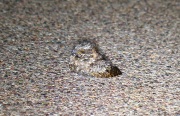 0J6A1188Common_Poorwill