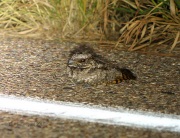 0J6A1200Common_Poorwill