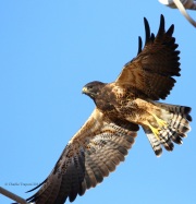 0J6A1243Swainson's_Hawk
