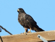 0J6A1259Swainson's_Hawk