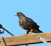 0J6A1261Swainson's_Hawk